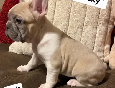 Rocky Puppies for Sale