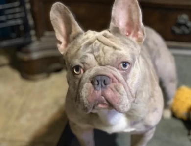 Axl French Bulldog