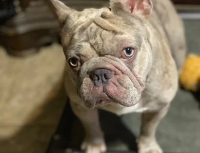 Axl French Bulldog