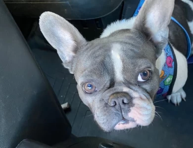 Luna French Bulldog