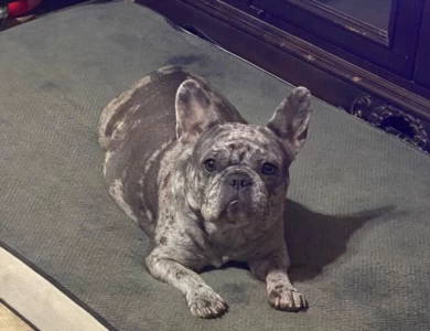 Gigi  French Bulldog