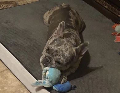 Gigi  French Bulldog