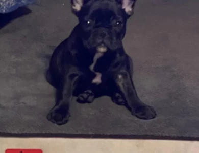 Wednesday  French Bulldog