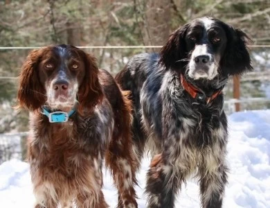Beirl's English Setters