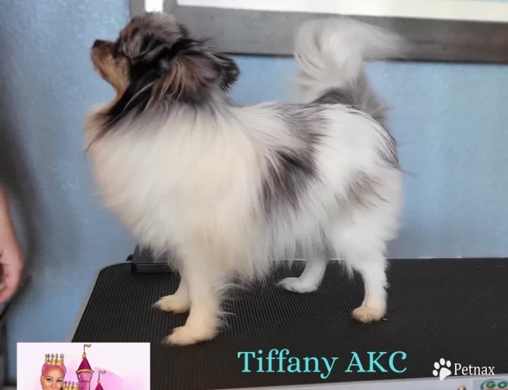 Tiffany  Pomeranian