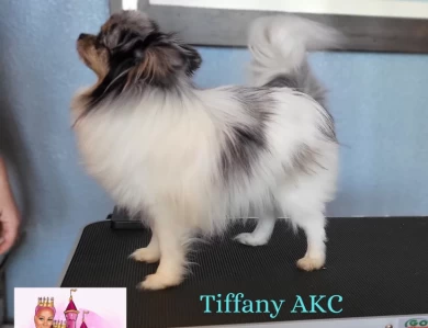 Tiffany  Pomeranian