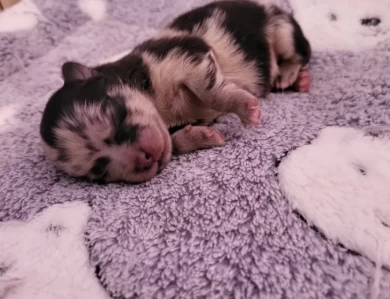 Komatsuhime Puppies for Sale