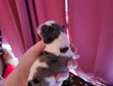 Ash Puppies for Sale