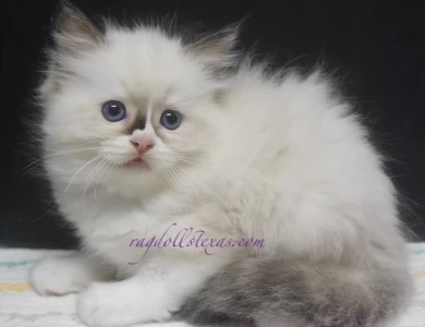 Leilani Kittens for Sale