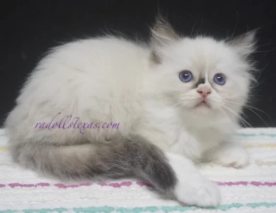 Leilani Kittens for Sale