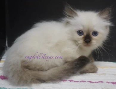 Kalani Kittens for Sale