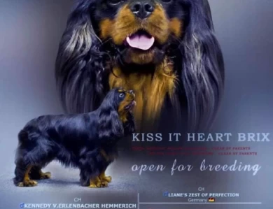 Hennessy  Cavalier King Charles Spaniel