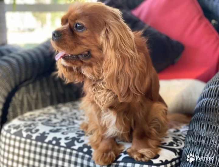 Sully Cavalier King Charles Spaniel