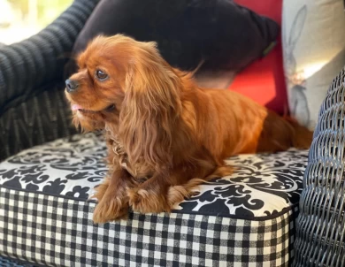 Sully Cavalier King Charles Spaniel