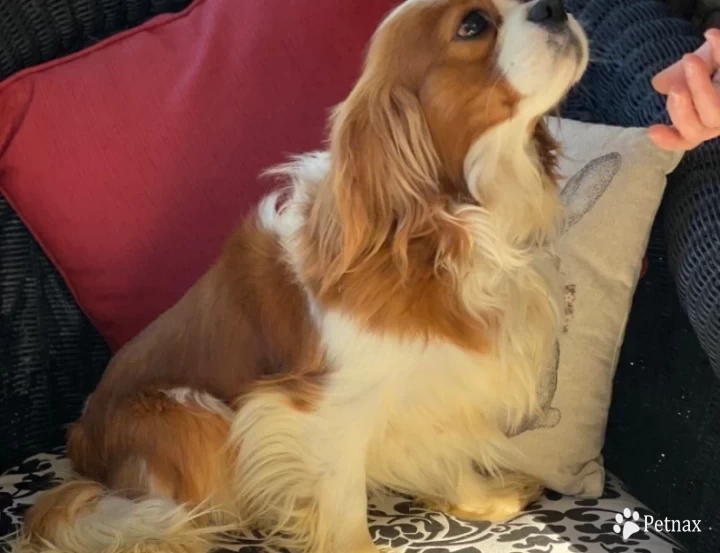 Preston Cavalier King Charles Spaniel