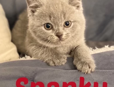 Spanky Kittens for Sale