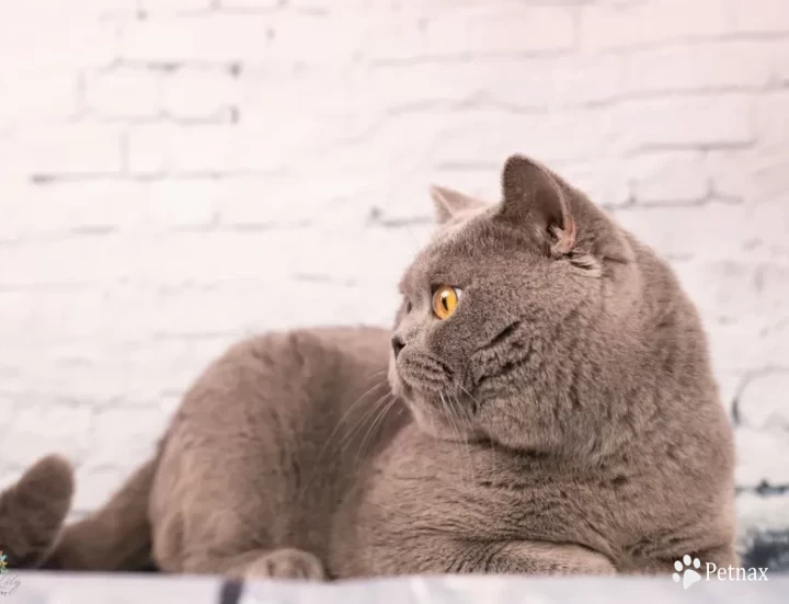 ALIMUR'S BENTLEY OF PRECIOUS TREASUR(Bentley) British Shorthair