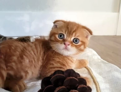 Scottish Fold kittens, Home and Hearth