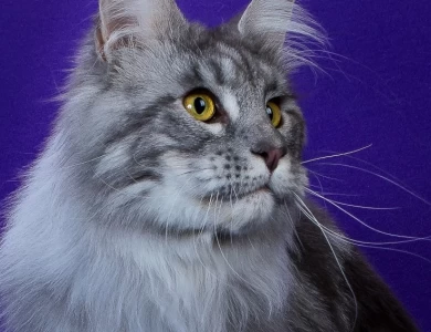 Maine Coon in Southeast Missouri