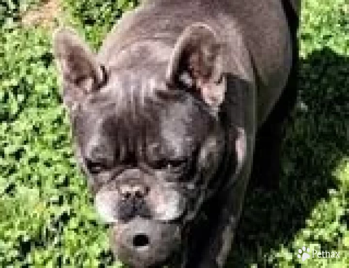 Colby French Bulldog