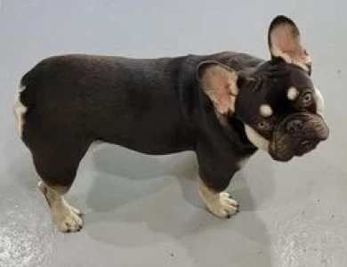 Maverick French Bulldog