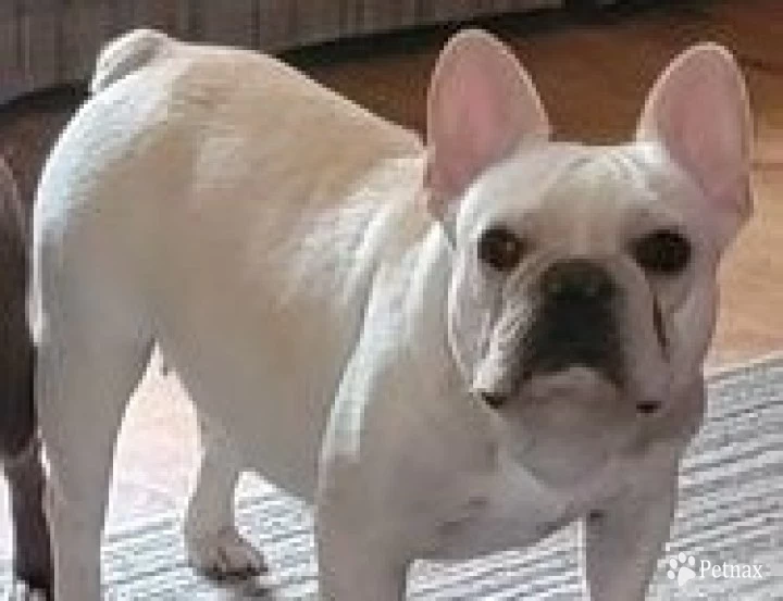 Honey French Bulldog