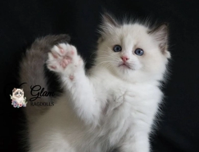 Glam Ragdolls- Purebred Ragdoll Kittens