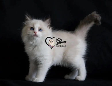 Glam Ragdolls- Purebred Ragdoll Kittens
