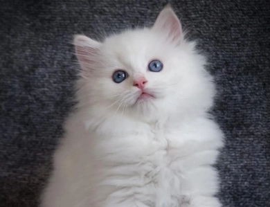 Glam Ragdolls- Purebred Ragdoll Kittens