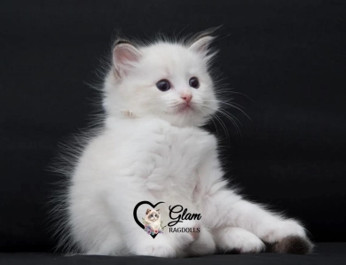 Glam Ragdolls- Purebred Ragdoll Kittens