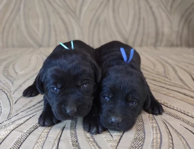 Blacks & Chocolates Makes & Females Puppies for Sale