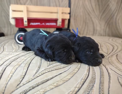Blacks & Chocolates Makes & Females Puppies for Sale