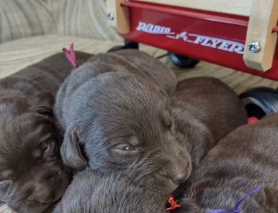 Blacks & Chocolates Makes & Females Puppies for Sale