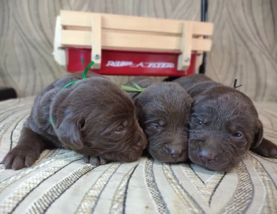 Blacks & Chocolates Makes & Females Puppies for Sale