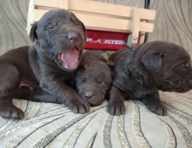 Blacks & Chocolates Makes & Females Puppies for Sale