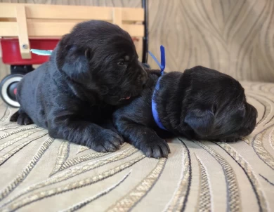 Blacks & Chocolates Makes & Females Puppies for Sale