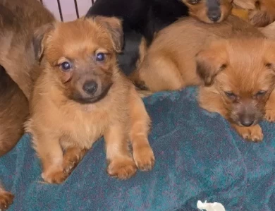 Y Litter Puppies for Sale