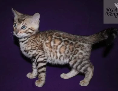 TAZ Kittens for Sale