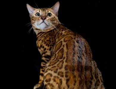 GRC DoubleDBengals Presley of RGABengals  Bengal