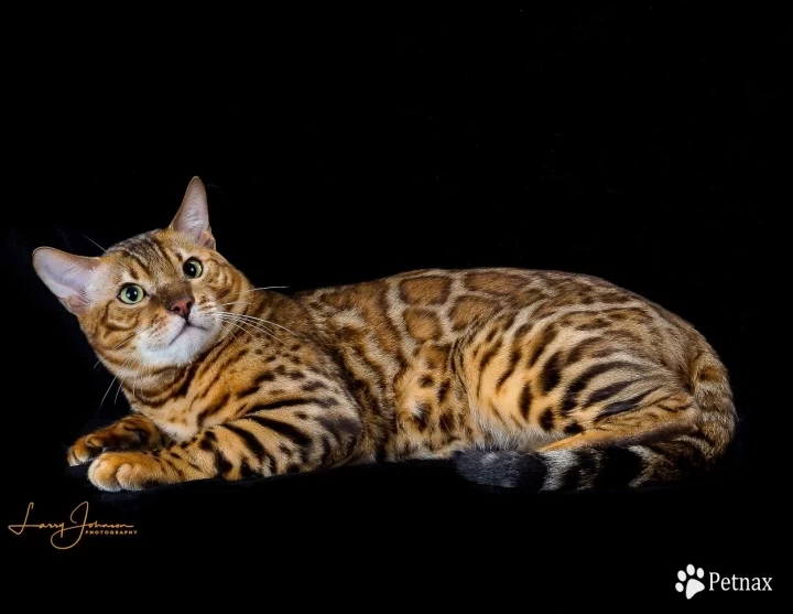 GRC DoubleDBengals Presley of RGABengals  Bengal