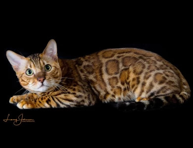 GRC DoubleDBengals Presley of RGABengals  Bengal