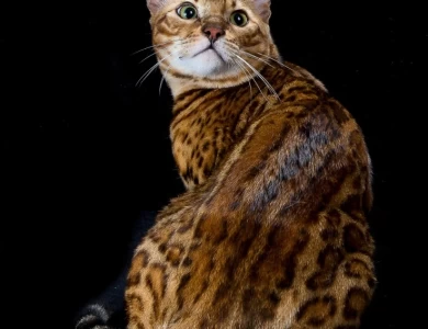 GRC DoubleDBengals Presley of RGABengals  Bengal