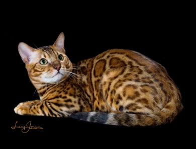 GRC DoubleDBengals Presley of RGABengals  Bengal