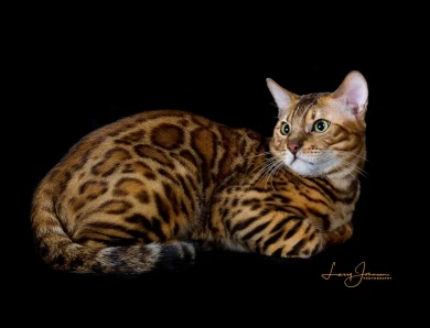 GRC DoubleDBengals Presley of RGABengals  Bengal