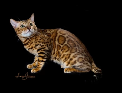 GRC DoubleDBengals Presley of RGABengals  Bengal