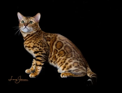 GRC DoubleDBengals Presley of RGABengals  Bengal