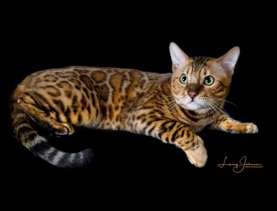 GRC DoubleDBengals Presley of RGABengals  Bengal