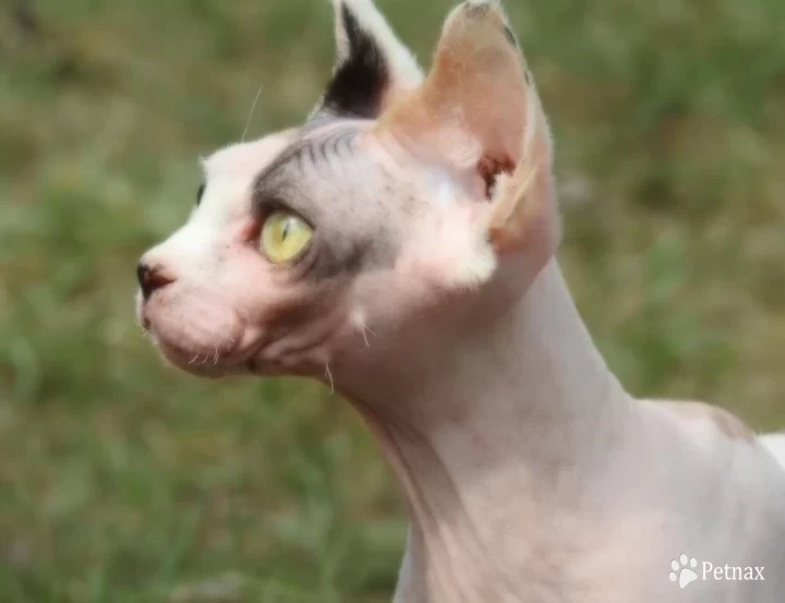 Phoebe Sphynx
