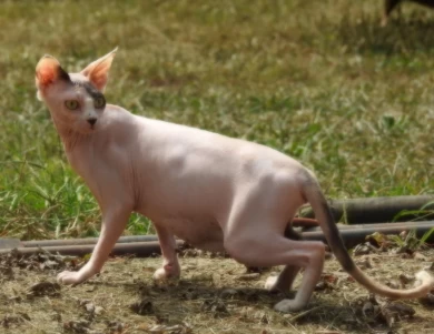 Phoebe Sphynx