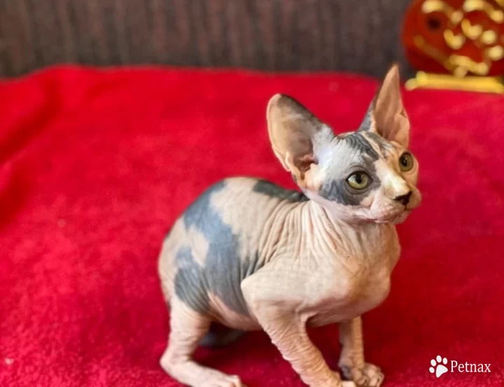 Rainbow Sphynx